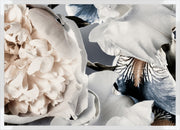 Peony framed in white