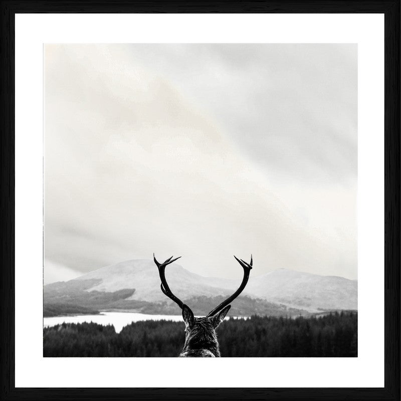 Deer Views | Black frame