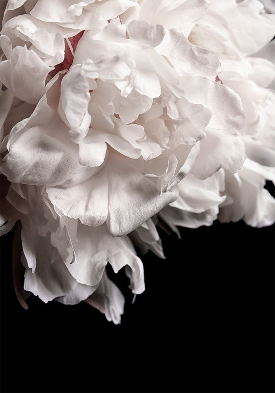 Mystic Bloom