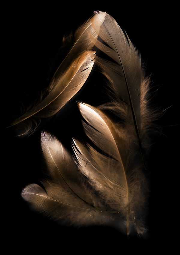 Bronze Feather