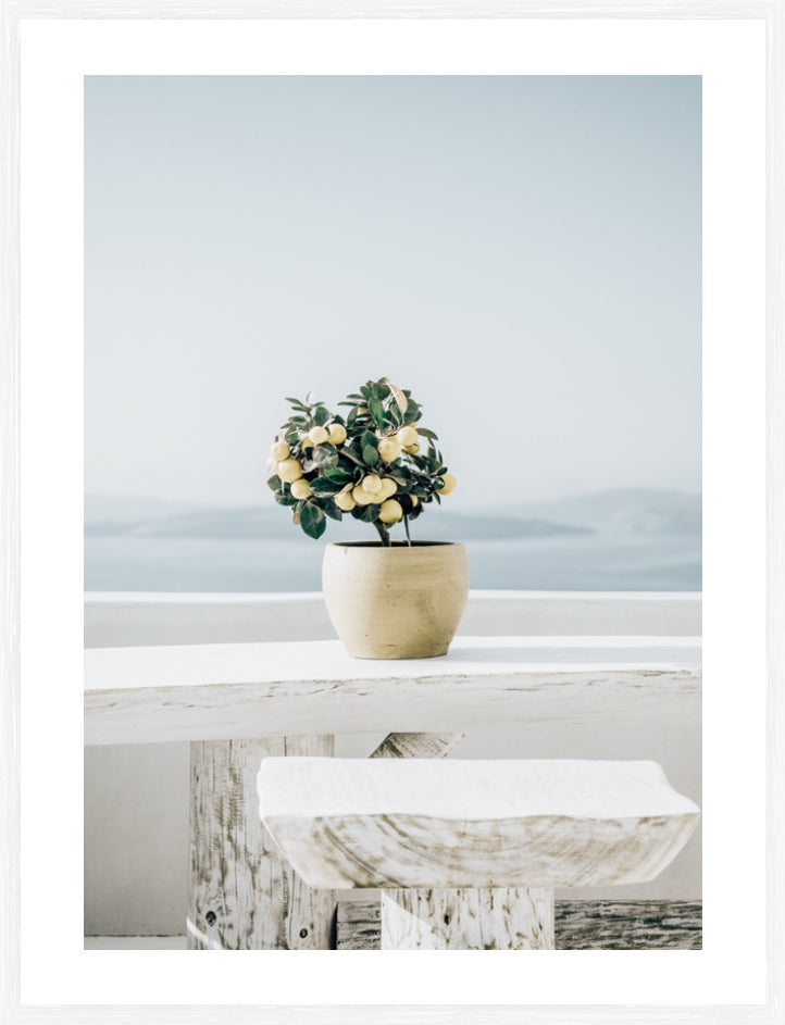 Lemon Breeze  | Framed Print