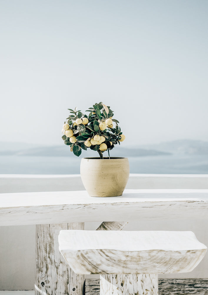 Lemon Breeze  | Framed Print