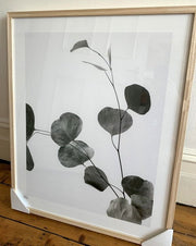 Framed Print | Eucalyptus Branch in Oak Frame 2