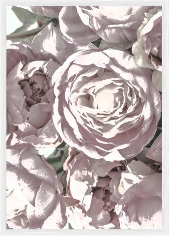 Peonies