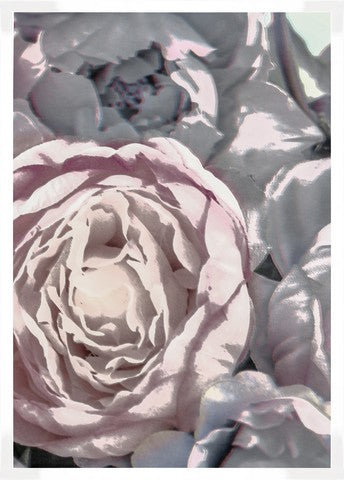Pink Peonies Close