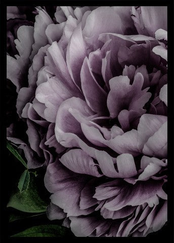 Pink Carnation | close up