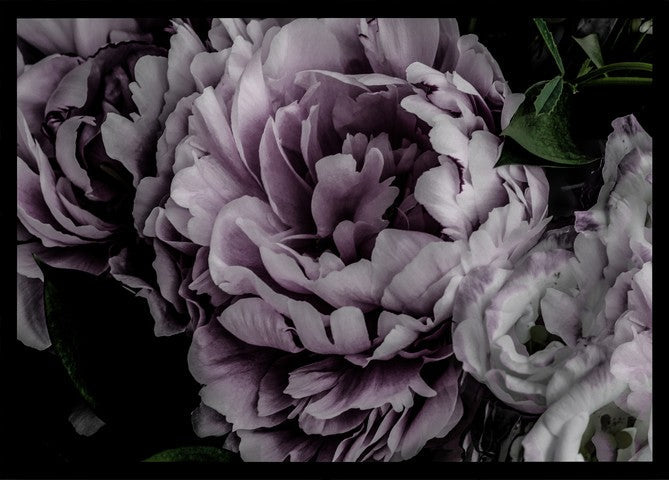 Pink Carnation