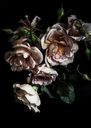 Antique Rose Cascade | Elise Catterall