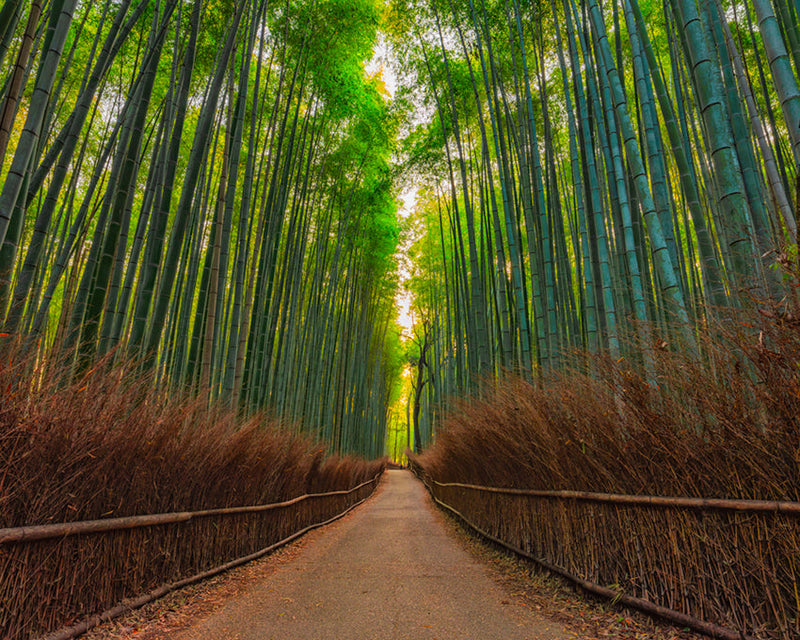 Photography | Bamboo Forest |  by Nick Psomiadis 