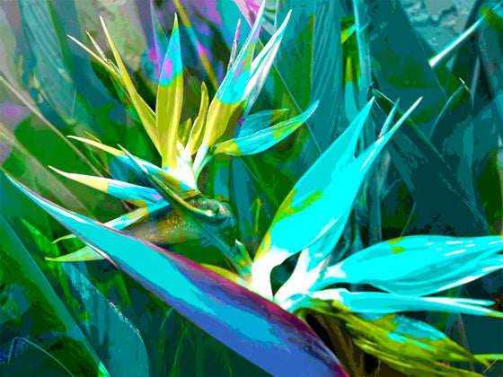 Jan Neil, Bird of Paradise Aqua 