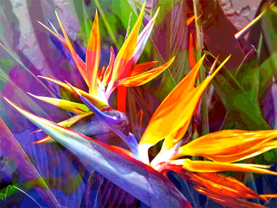 Jan Neil, Bird of Paradise Yellow