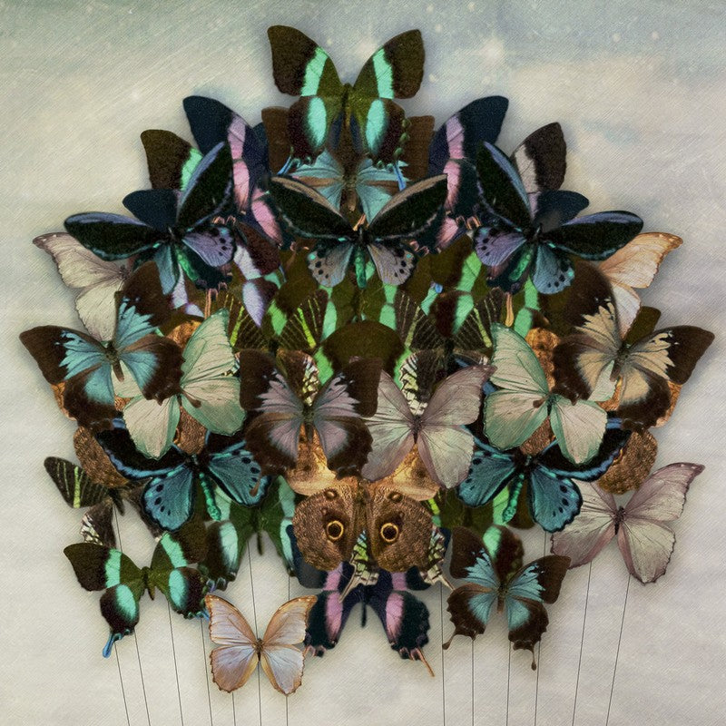 Blissful Drift | Kellie North