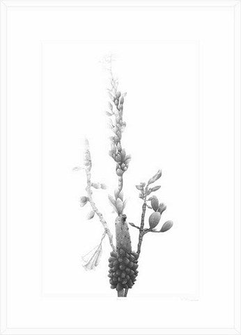 Framed etching of blossom