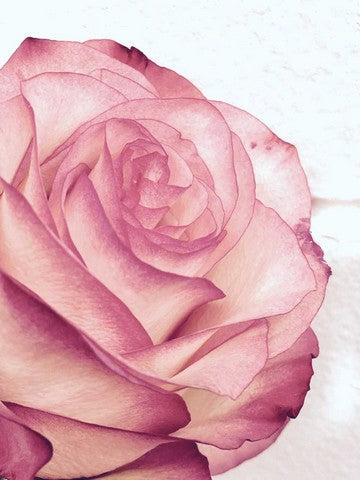 Flower image | Karen Tonna | Print Decor