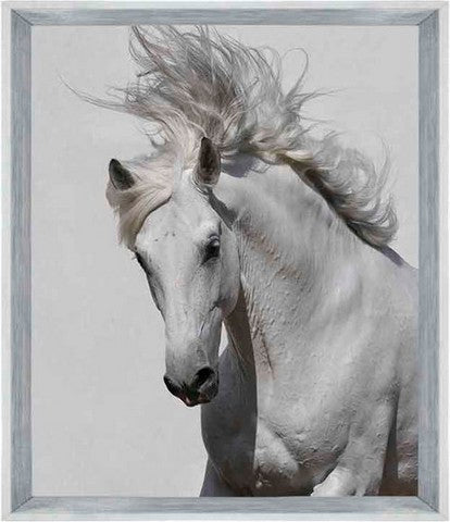 On Trend Image | Horse Magic | Print Decor, Melbourne