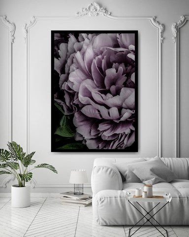 Pink Carnation | close up
