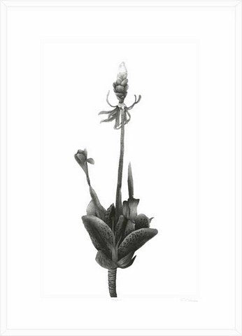 Framed print of cherry blossom