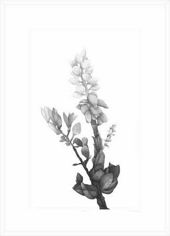 Framed print of In Blossom