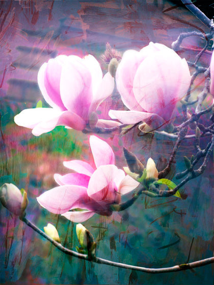 Jan Neil, Magnolia 