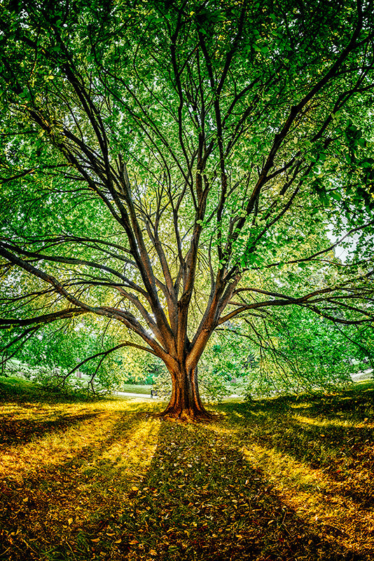 Photography | Melbourne Carlton Gardens | Nick Psomiadis