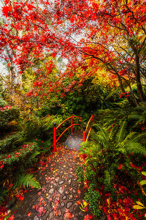 Photography | Mount Macedon  | Nick Psomiadis