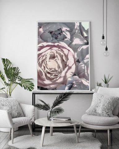 Pink Peonies Close
