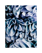 Oui Floral Series