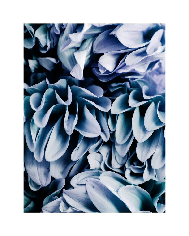 Oui Floral Series