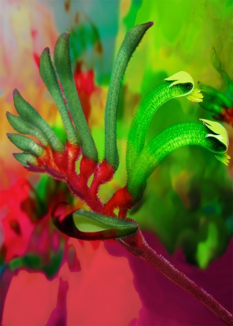 Red & Green Kangaroo Paw