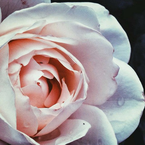 Flower image | Karen Tonna | Print Decor