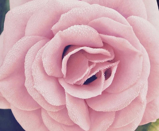 Flower image | Karen Tonna | Print Decor