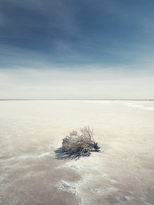 Photography | Salt Bush |  by Nick Psomiadis 
