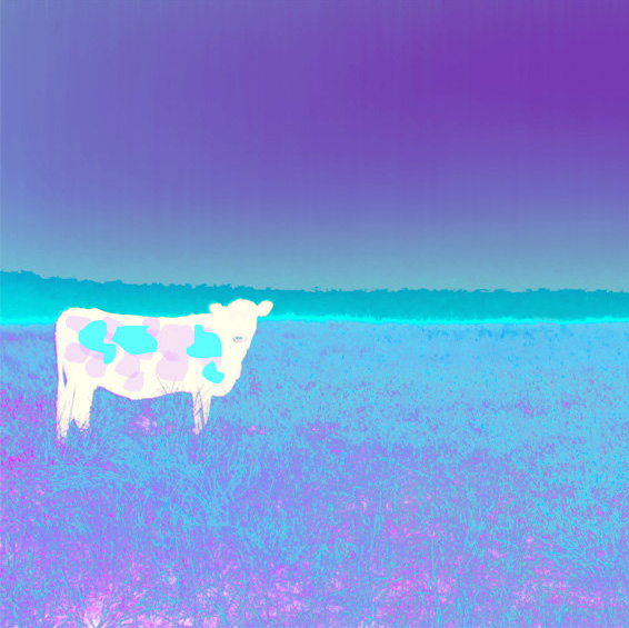 Jan Neil | I Love Cows (Aqua Violet)