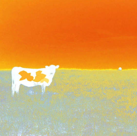 Jan Neil | I Love Cows (Orange)