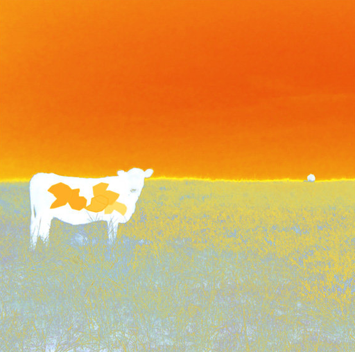 Jan Neil | I Love Cows (Orange)