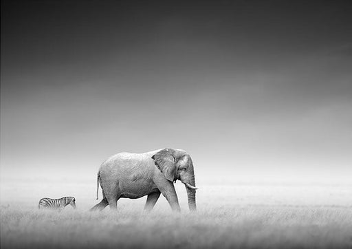 Black and White Elephant and Zebra in the Wild | Canvas Print | Print Decor