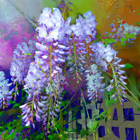 Jan Neil, Wisteria 