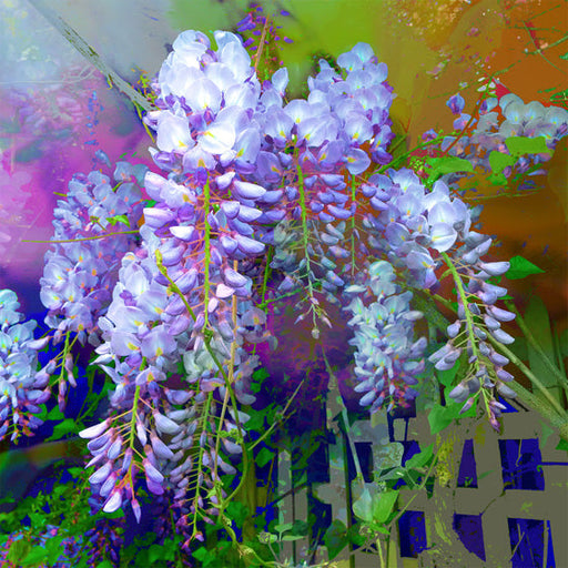 Jan Neil, Wisteria 