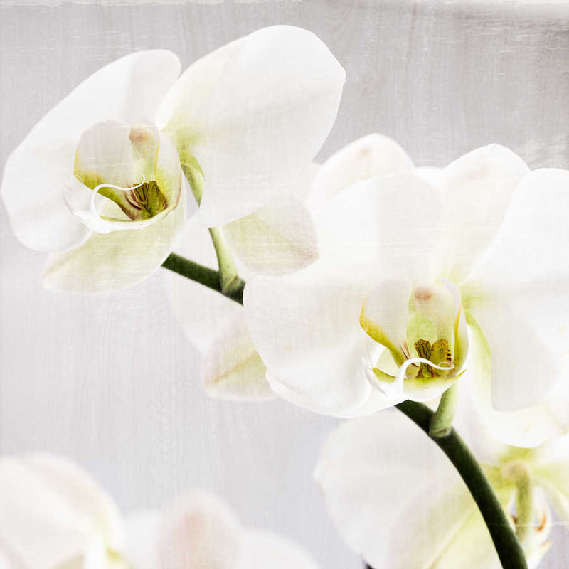 Aglea | Square Format | by Nick Psomiadis
