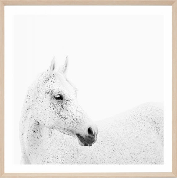 Arabian Mare