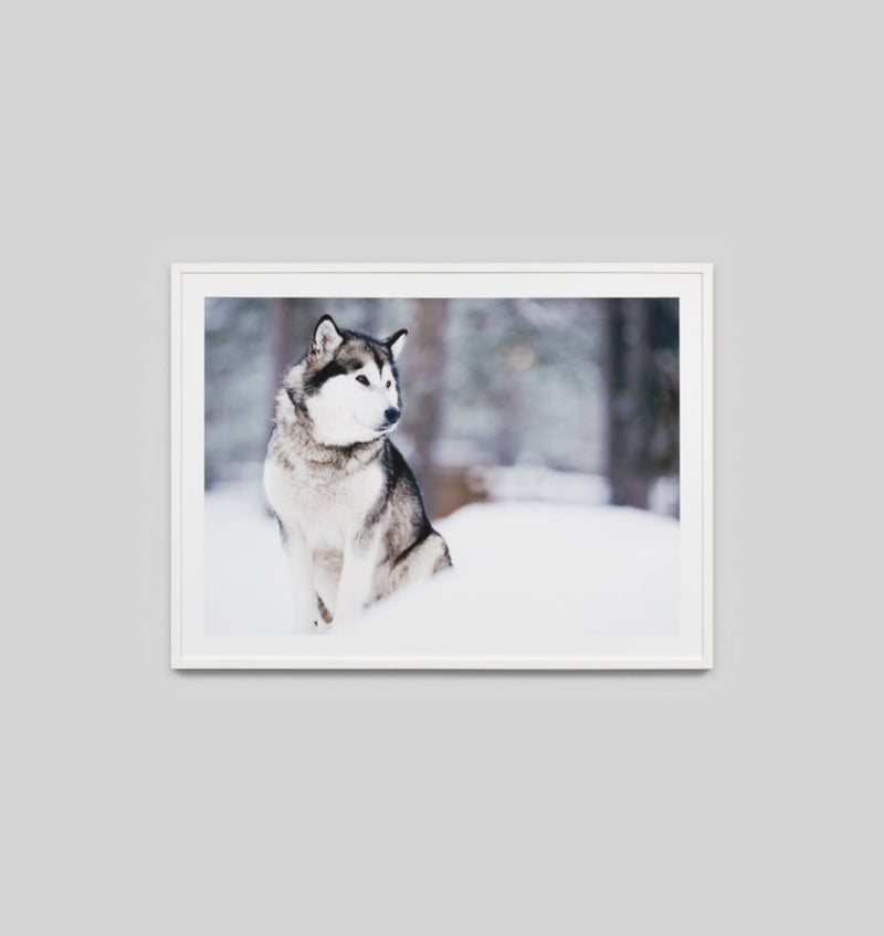 Arctic Husky