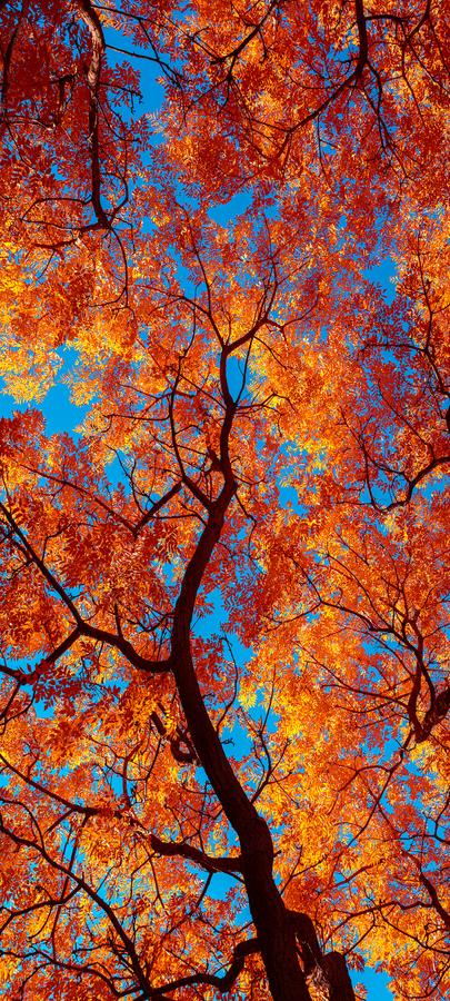 Autumn Cathedral by Nick Psomiadis