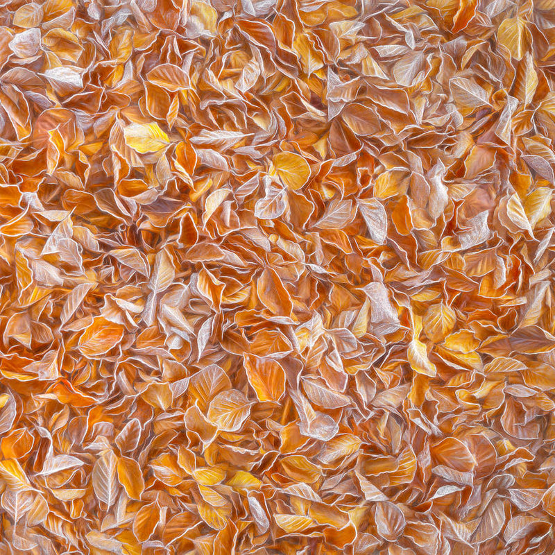 Autumn Leaves | Square Format | by Nick Psomiadis Stretched Canvas