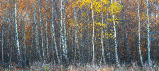 Autumn Sonata by Nick Psomiadis