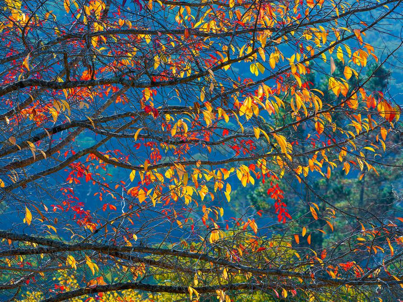 Autumn Tapestry by Nick Psomiadis