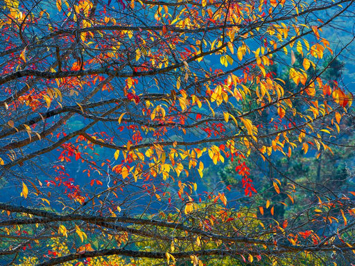 Autumn Tapestry by Nick Psomiadis