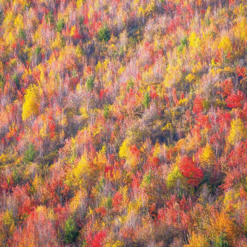 Autumn Wonderland by Nick Psomiadis