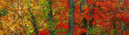 Autumn's Blaze by Nick Psomiadis
