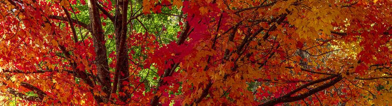 Autumn's Embrace by Nick Psomiadis