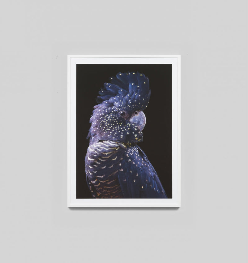 Ebony Cockatoo